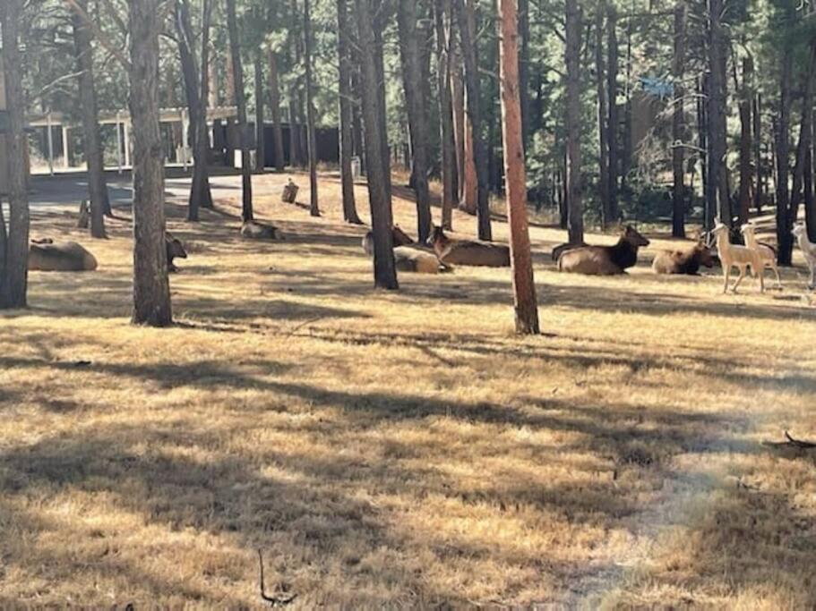 Perk Canyon Hidden Acres-Hot Tub-Gas Fireplace Ruidoso Bagian luar foto
